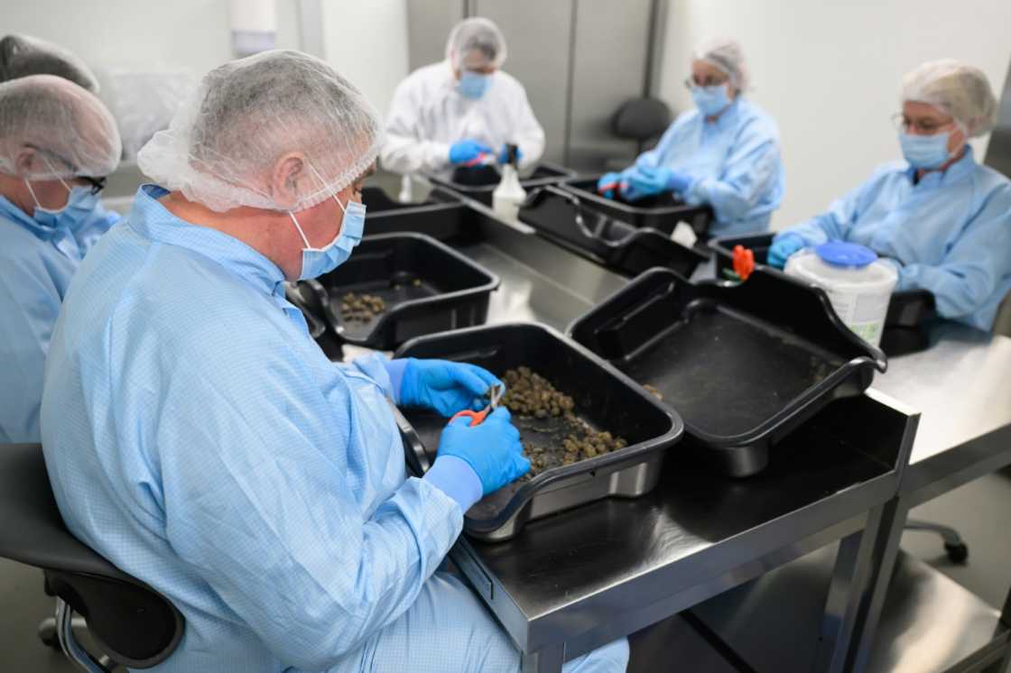 The brownish-green buds are used to relieve chronic pain and sleep disorders, treat certain forms of epilepsy, and offer support for cancer, HIV and palliative care patients The brownish-green buds are used to relieve chronic pain and sleep disorders, treat certain forms of epilepsy, and offer support for cancer, HIV and palliative care patients