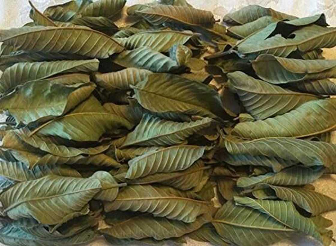 How to dry guava leaves for tea How to dry guava leaves for tea