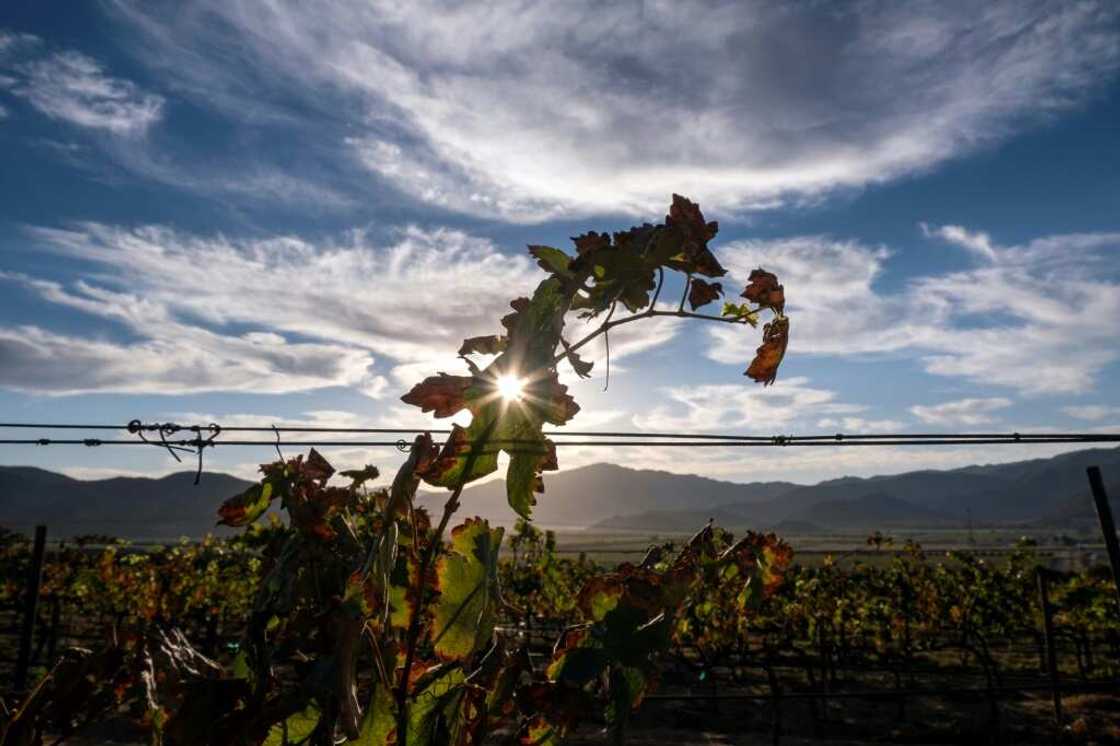 The Guadalupe Valley produces 75 percent of Mexican wine, but vintners fear for the future of their picturesque corner of northwestern Mexico The Guadalupe Valley produces 75 percent of Mexican wine, but vintners fear for the future of their picturesque corner of northwestern Mexico