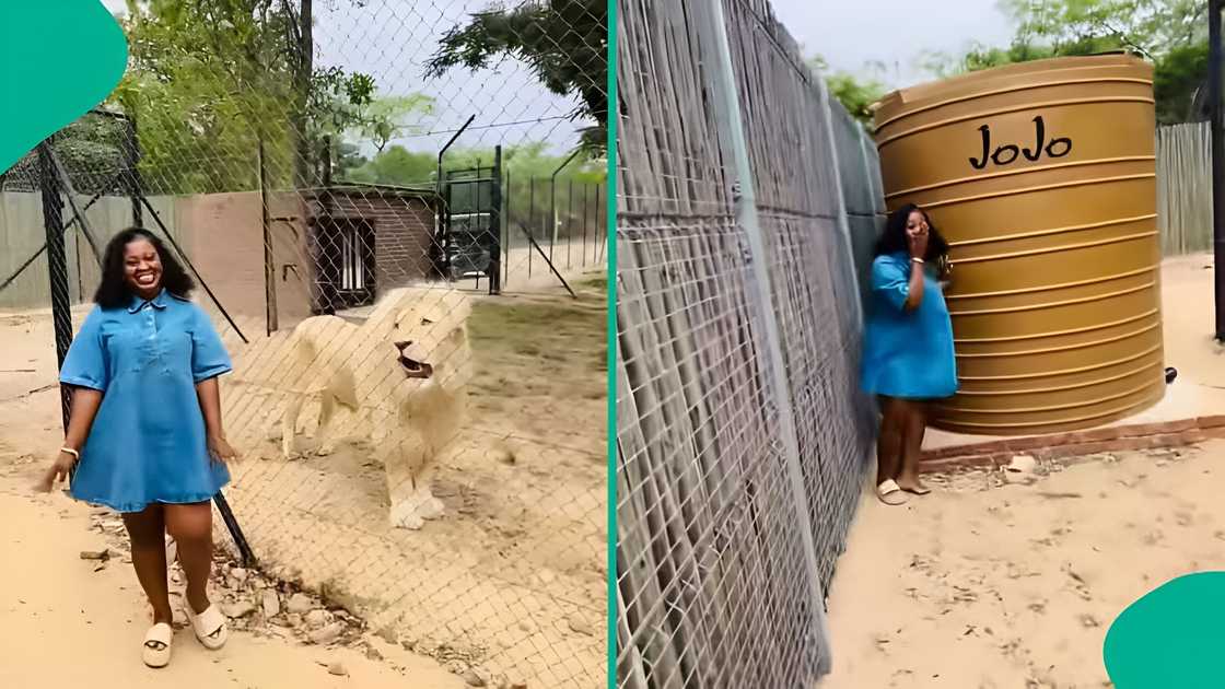 Fear as lion roars at lady during zoo visit