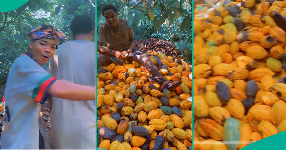 Man says his cocoa business pays more than Yahoo boys Man says his cocoa business pays more than Yahoo boys