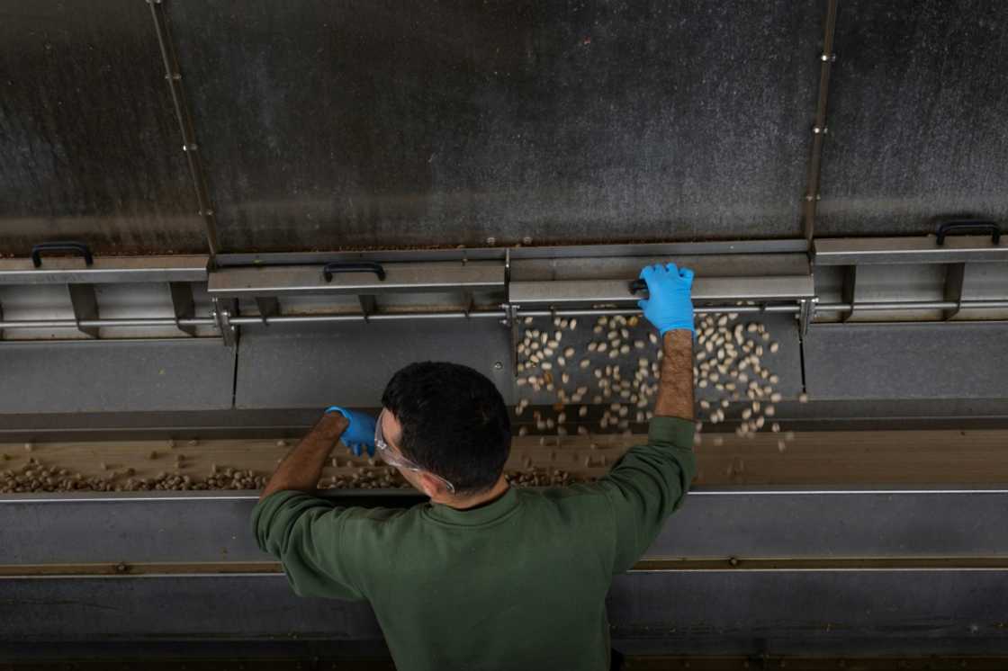 Pistachios are sorted, peeled and dried before they are sold Pistachios are sorted, peeled and dried before they are sold