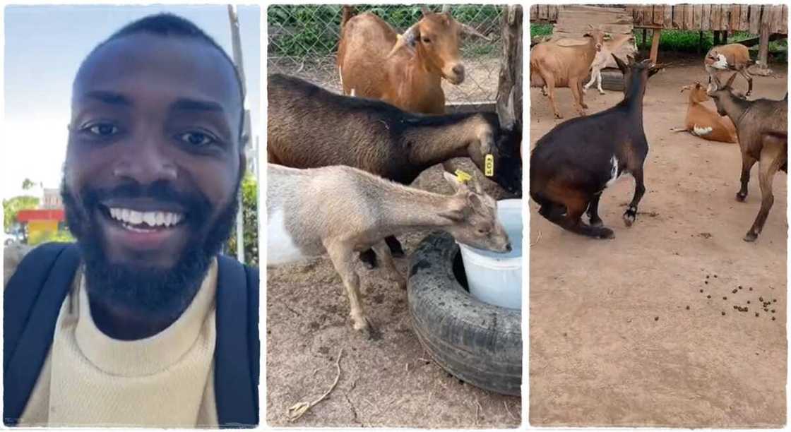 Photos of a man who is a goat farmer. Photos of a man who is a goat farmer.