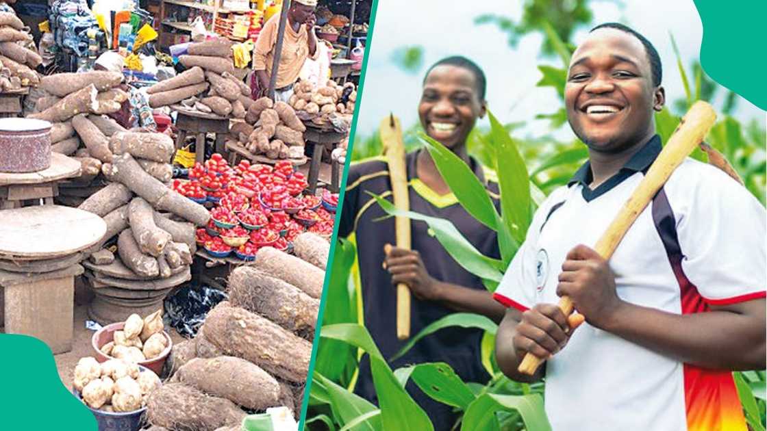 Economists urge Nigeria to modernise agriculture to solve unemployment and food insecurity Economists urge Nigeria to modernise agriculture to solve unemployment and food insecurity