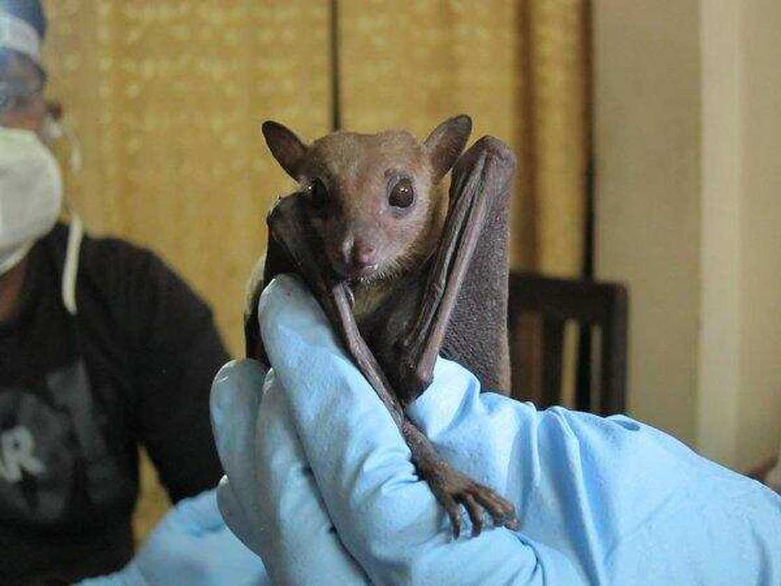 An gano sabbin nau'ikan coronavirus shida a jikin jemagu a Myanmar An gano sabbin nau'ikan coronavirus shida a jikin jemagu a Myanmar