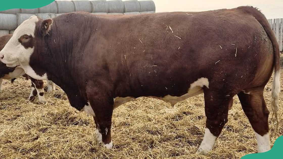 Simmental