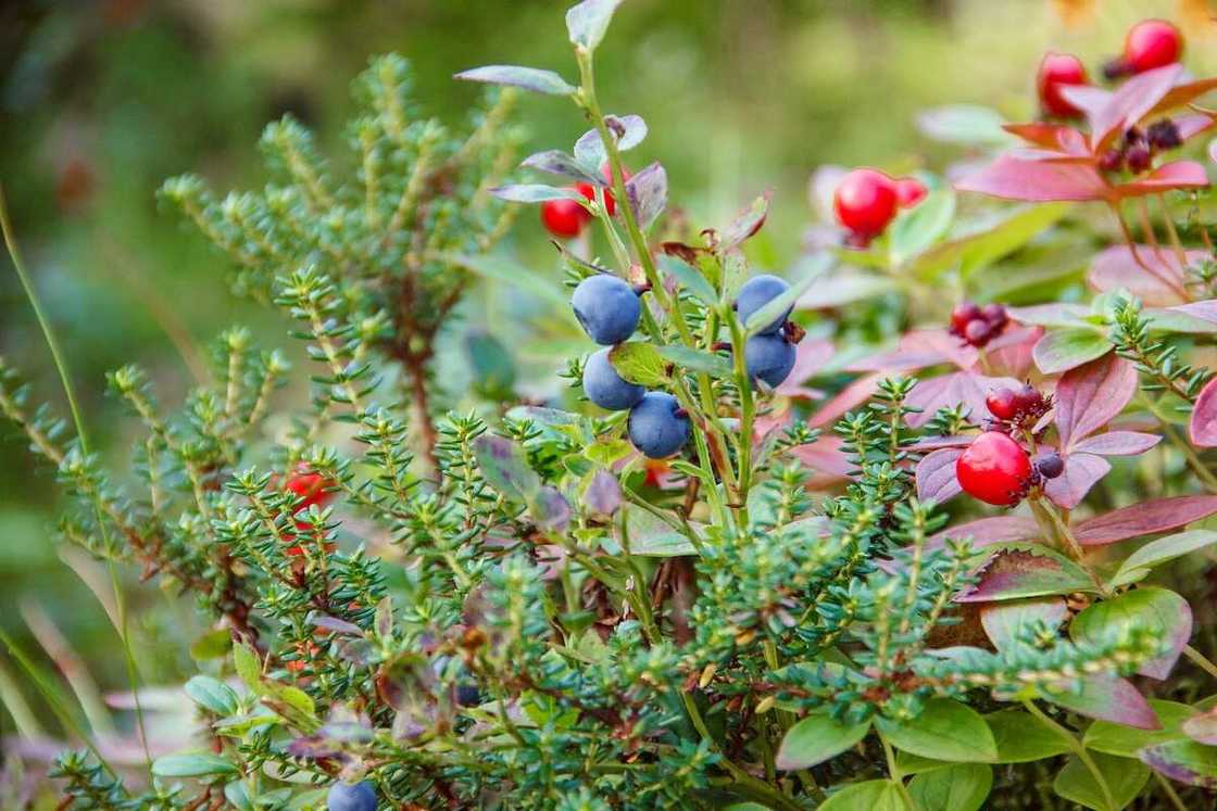 Natural diuretic herbs: Juniper Natural diuretic herbs: Juniper
