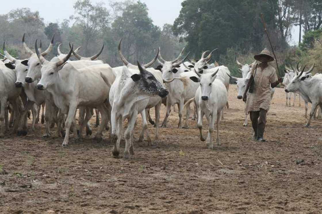 Panic as 4 herdsmen shot dead, hundreds of cows stolen as gunmen attack herders' settlement in Anambra Panic as 4 herdsmen shot dead, hundreds of cows stolen as gunmen attack herders' settlement in Anambra