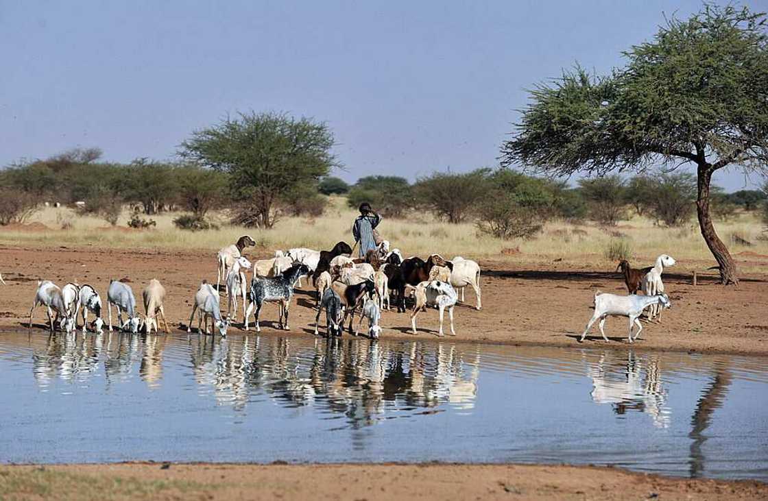 Fear grips southeast communities over recent attack on herders settlement