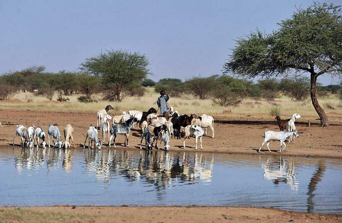 Fear grips southeast communities over recent attack on herders settlement Fear grips southeast communities over recent attack on herders settlement