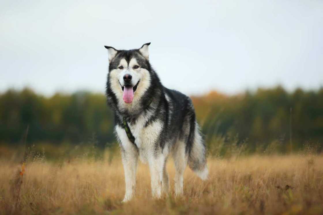 malamute geant malamute geant