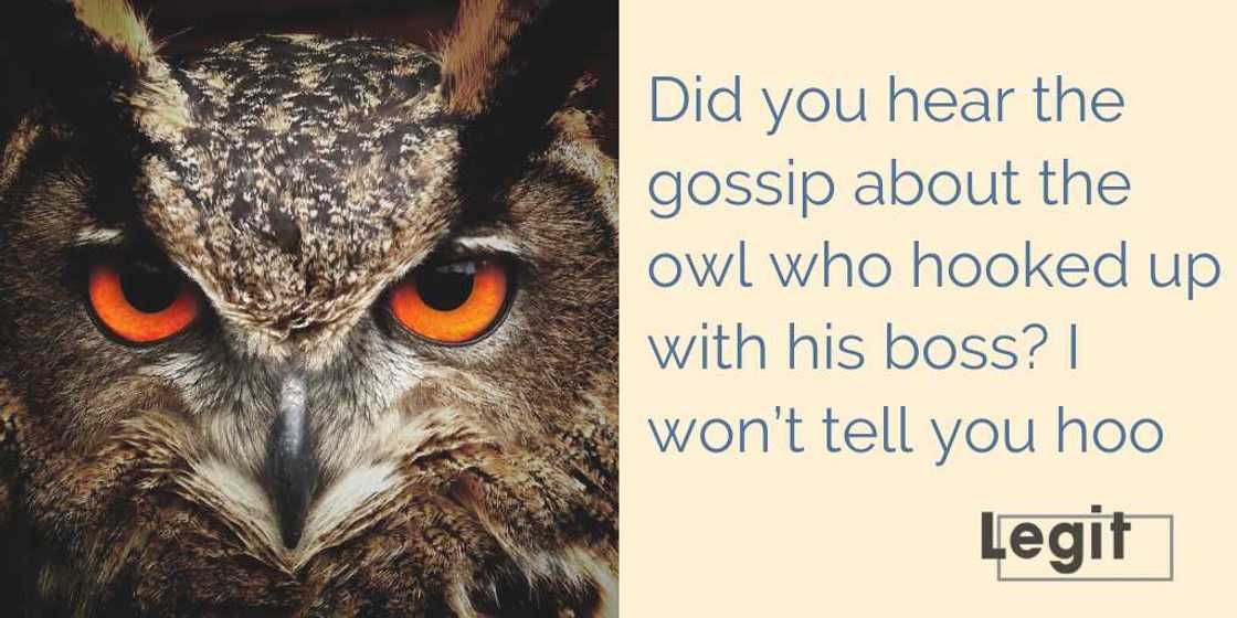 owl puns owl puns