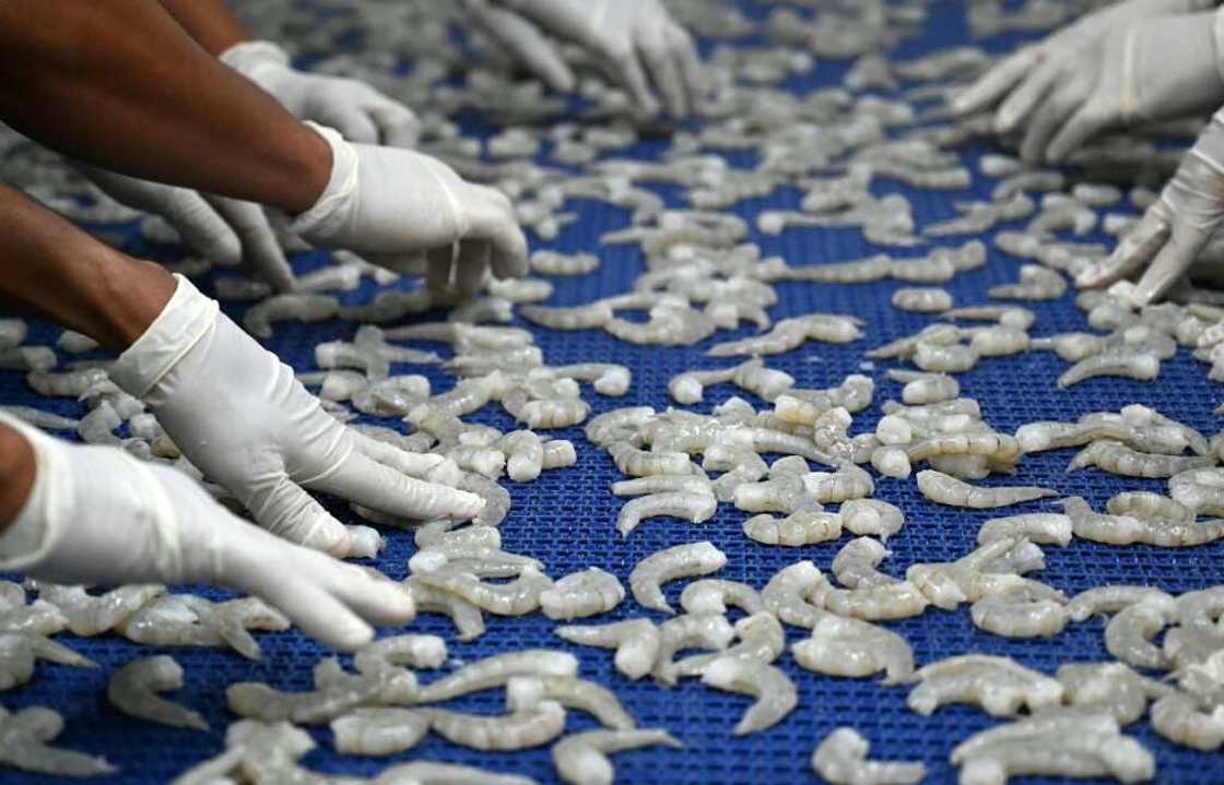 Shrimp employees in Choluteca, Honduras, taking part in the freezing process of the product ahead of its export Shrimp employees in Choluteca, Honduras, taking part in the freezing process of the product ahead of its export