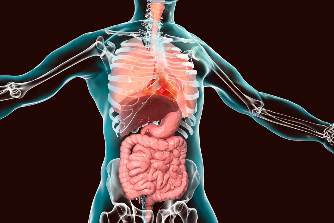 Human body anatomy, respiratory and digestive systems, computer illustration.