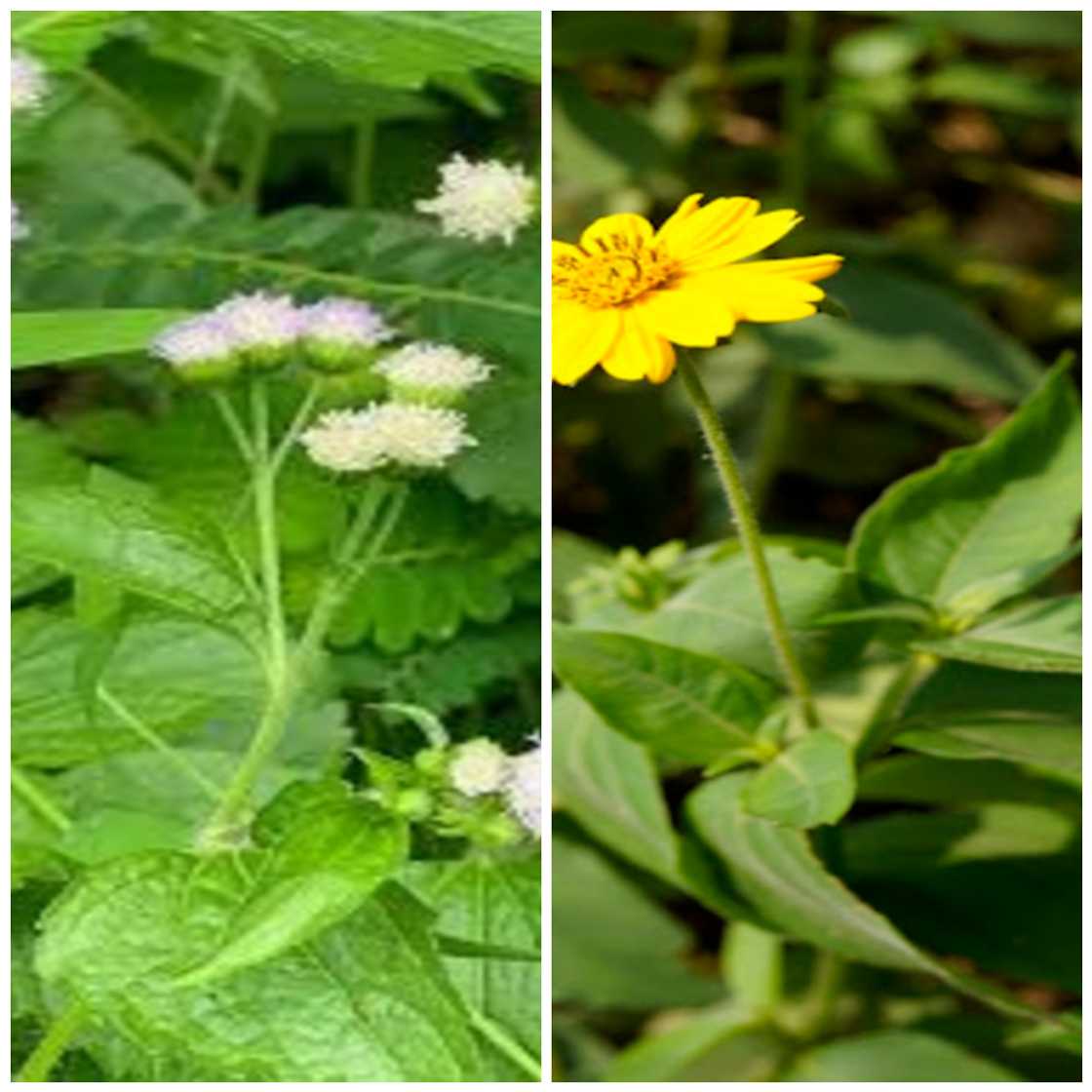 Photo by Dr. Okon G. Okon: A collage of Ageratum conyzoides (Goat weed) and Aspilia africana (Wild sunflower) Photo by Dr. Okon G. Okon: A collage of Ageratum conyzoides (Goat weed) and Aspilia africana (Wild sunflower)