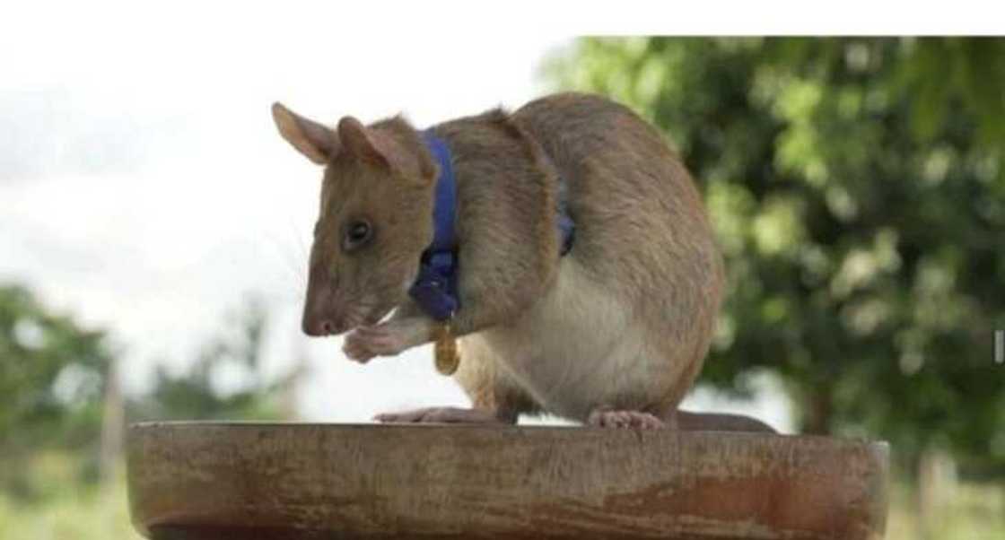 Bayan shekaru 5 na aiki tukuru, beran da ya ci lambar zinare ya yi ritaya daga aiki Bayan shekaru 5 na aiki tukuru, beran da ya ci lambar zinare ya yi ritaya daga aiki