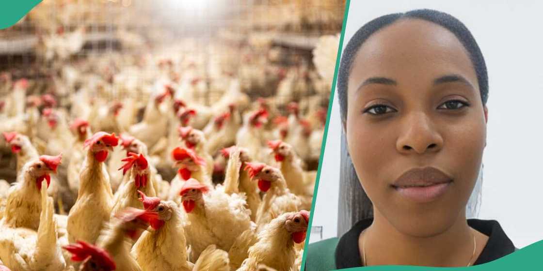 Nigerian lady laments over husband's decision to use their wedding banner for chicken home