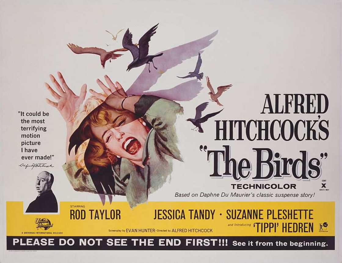 synopsis les oiseaux hitchcock synopsis les oiseaux hitchcock