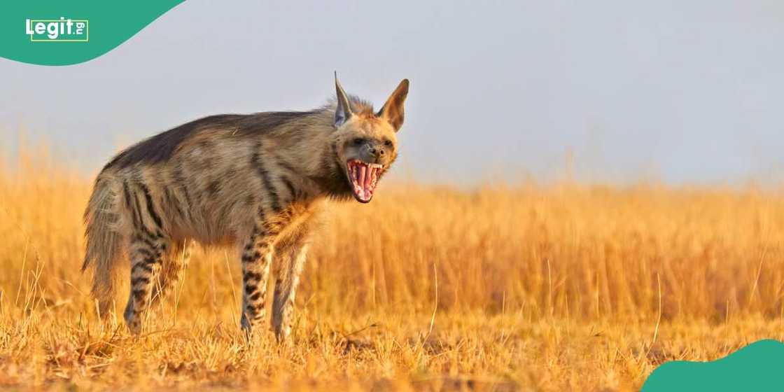 Hyena escapes from Jos Wildlife Park Hyena escapes from Jos Wildlife Park