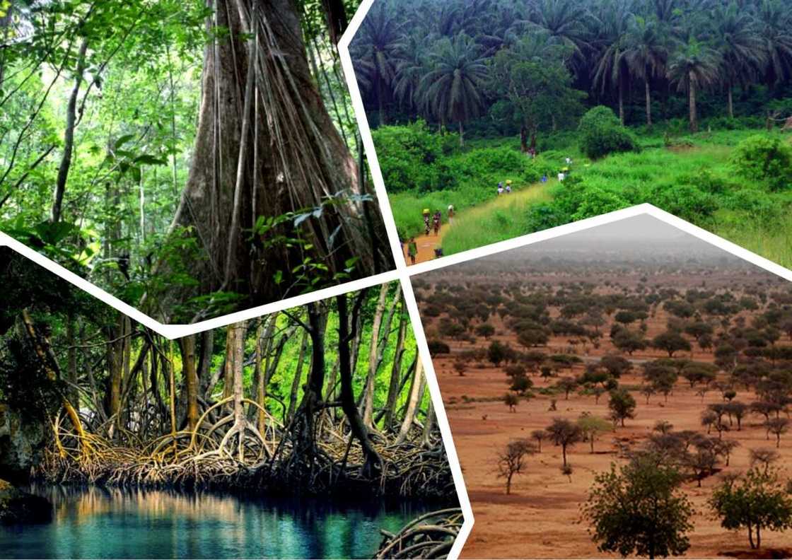 Forests VS Savannas Forests VS Savannas