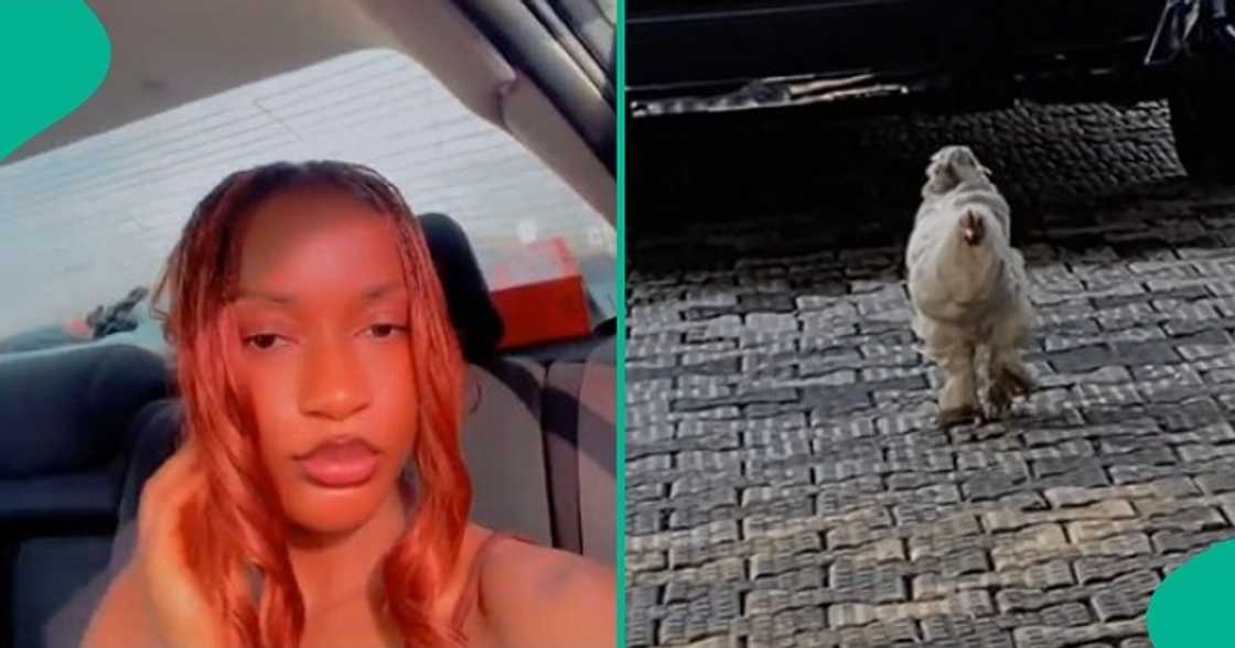 Lady expresses worry on TikTok after seeing a strange-looking fowl on her first day at a new job. Lady expresses worry on TikTok after seeing a strange-looking fowl on her first day at a new job.