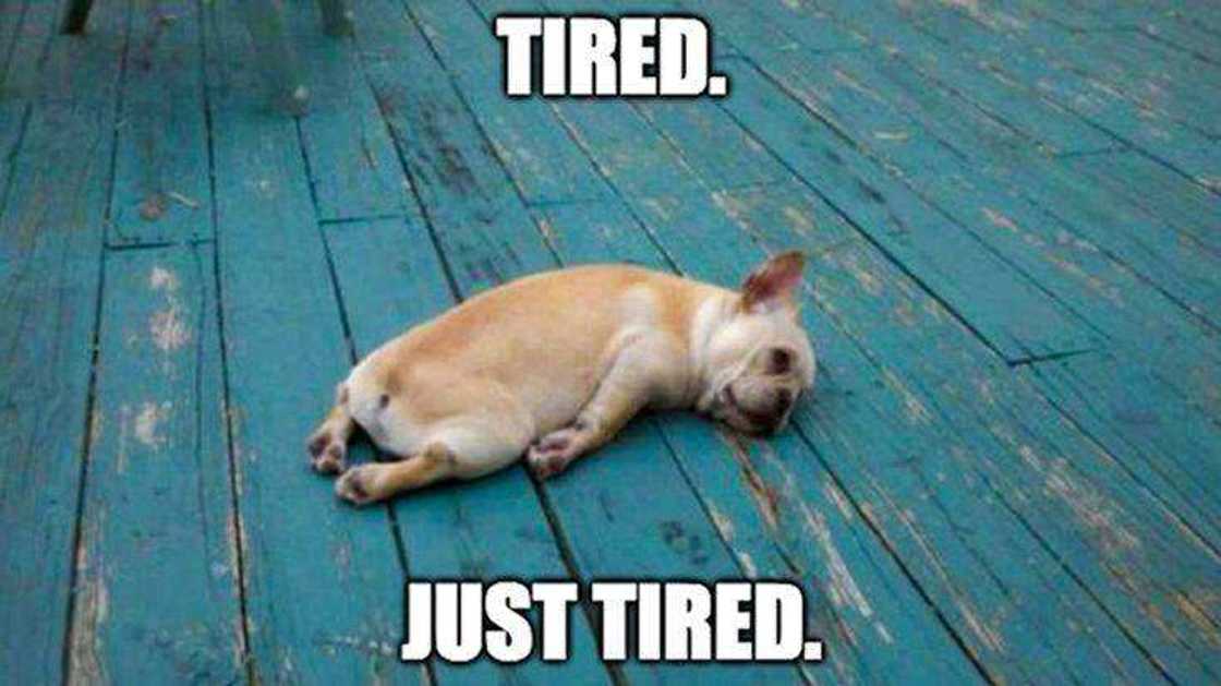 30+ relatable tired meme ideas to exchange with your coworkers 30+ relatable tired meme ideas to exchange with your coworkers