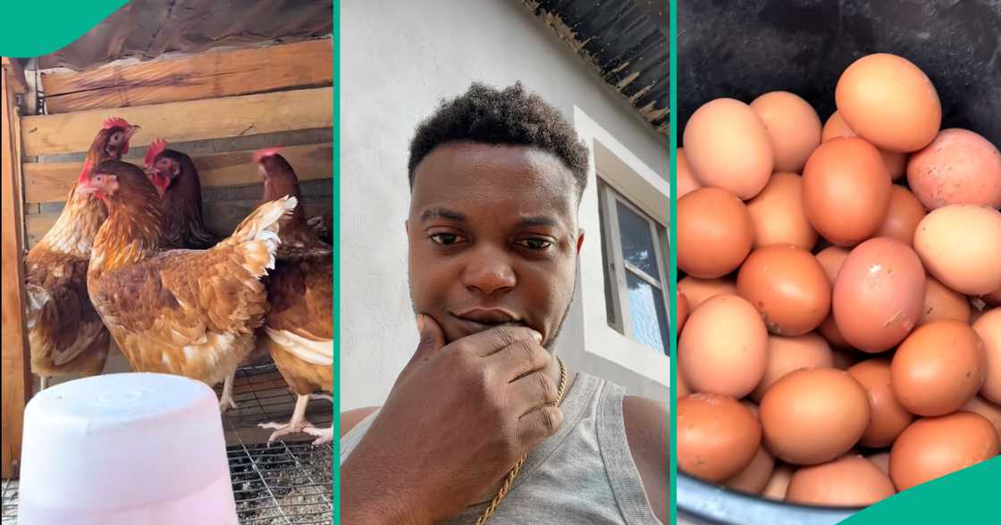 Poultry farming in Nigeria/Noilers vs Layers