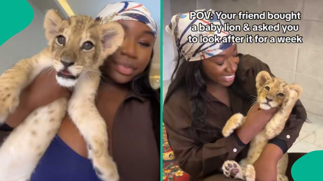 Lady shows how she took care of a lion for one week. Lady shows how she took care of a lion for one week.