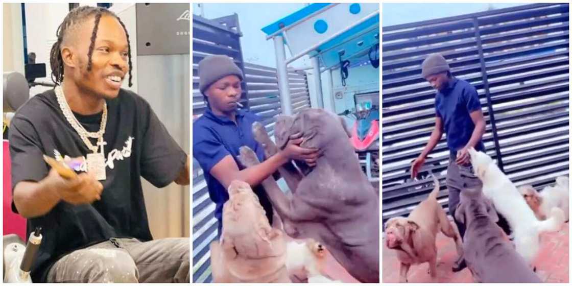 Video Captures Moment Naira Marley's Huge Dogs Welcomed Singer Home