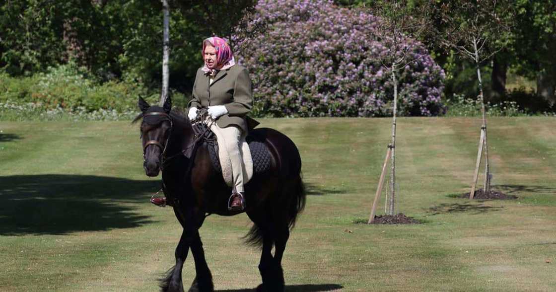 Queen Elizabeth II riding a horse at Windsor Castle. Queen Elizabeth II riding a horse at Windsor Castle.