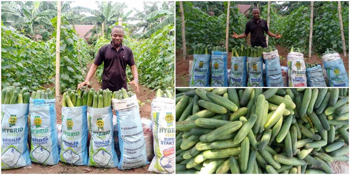 William Eke, a graduate of IMSU, went into farming on a full-time basis William Eke, a graduate of IMSU, went into farming on a full-time basis