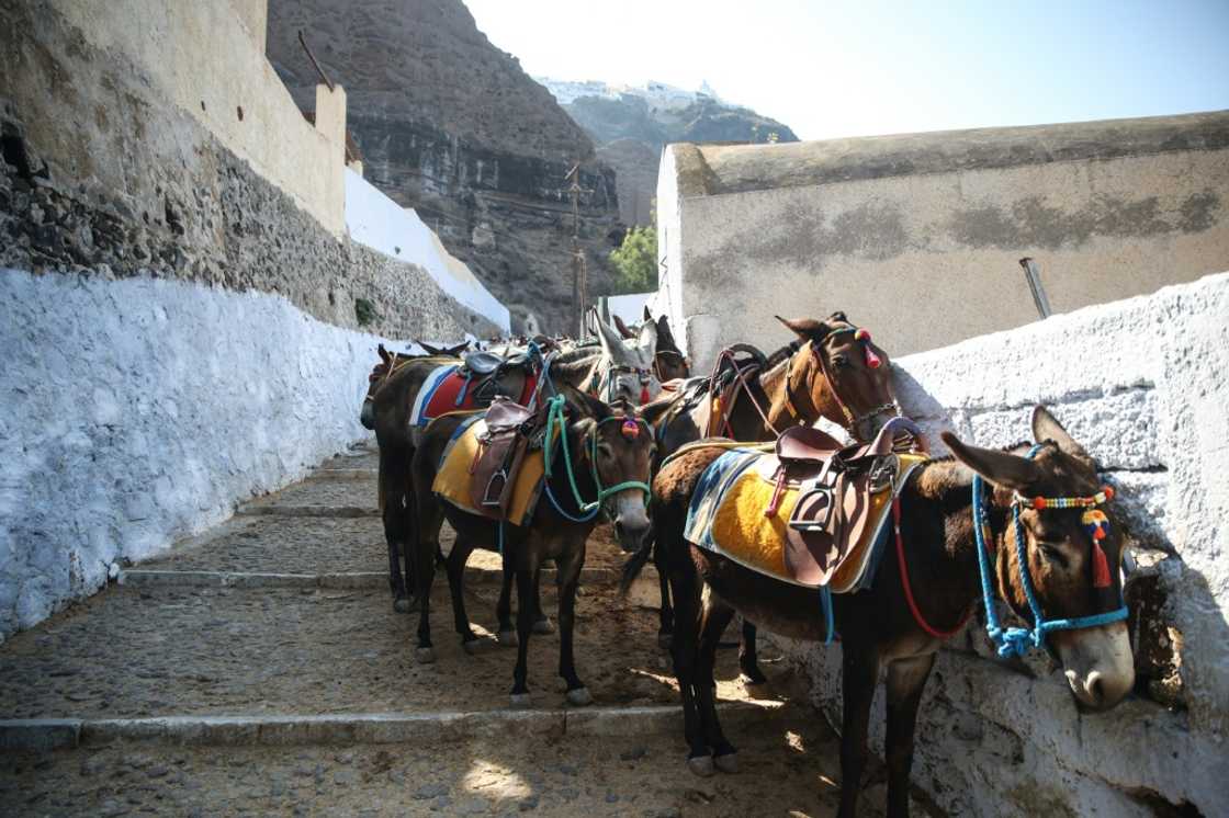 Donkeys for tourist stand on a street on the way to the village of Fira in Santorini Donkeys for tourist stand on a street on the way to the village of Fira in Santorini