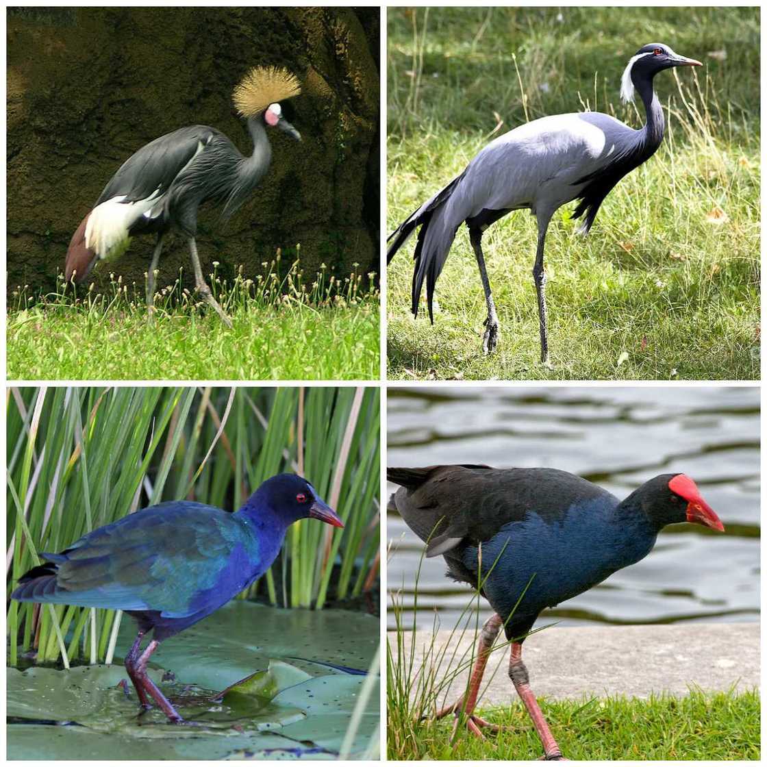 Gruiformes type Gruiformes type