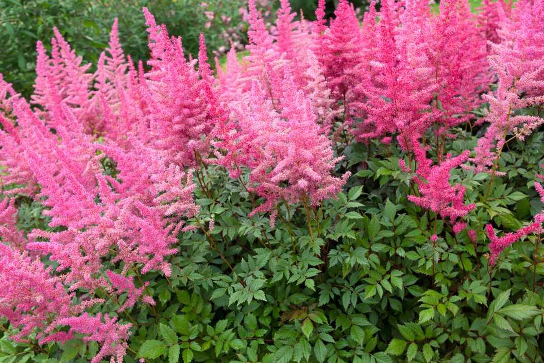 Pink astilbe in bloom in a garden.