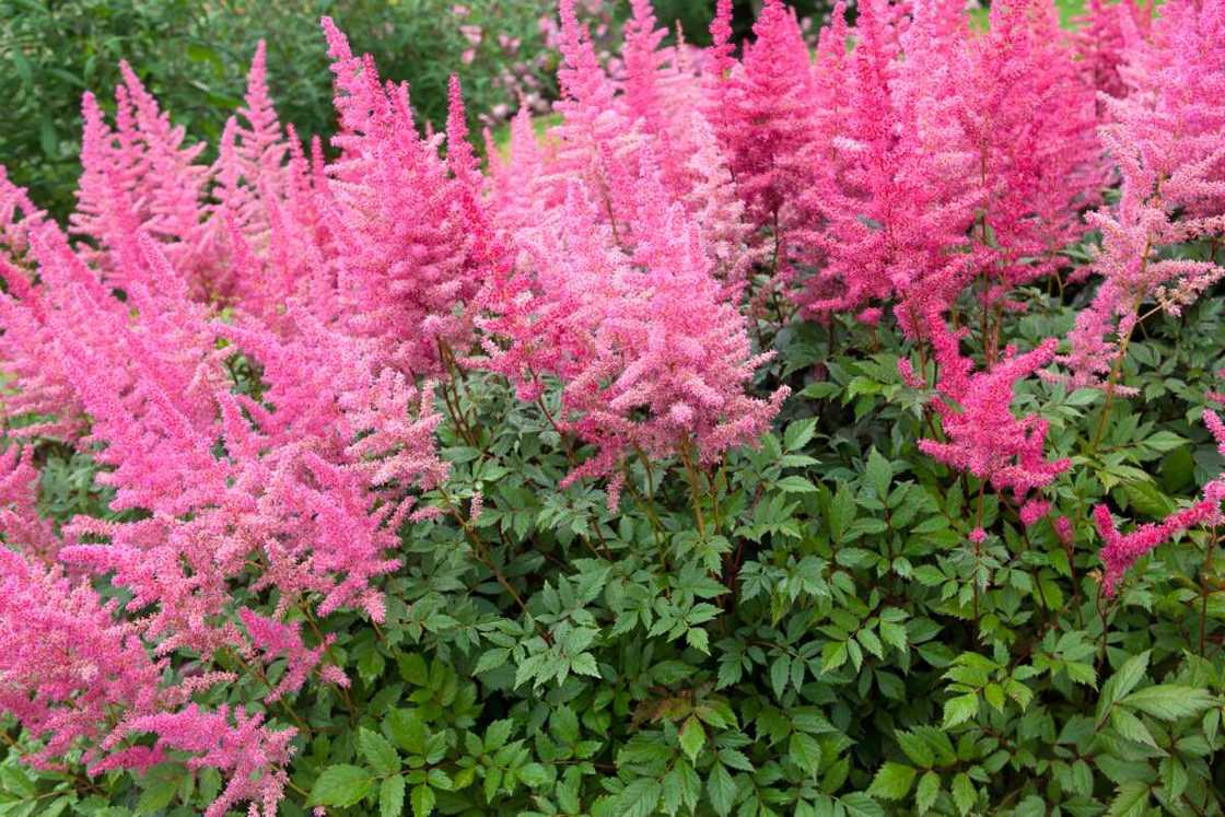 Pink astilbe in bloom in a garden. Pink astilbe in bloom in a garden.