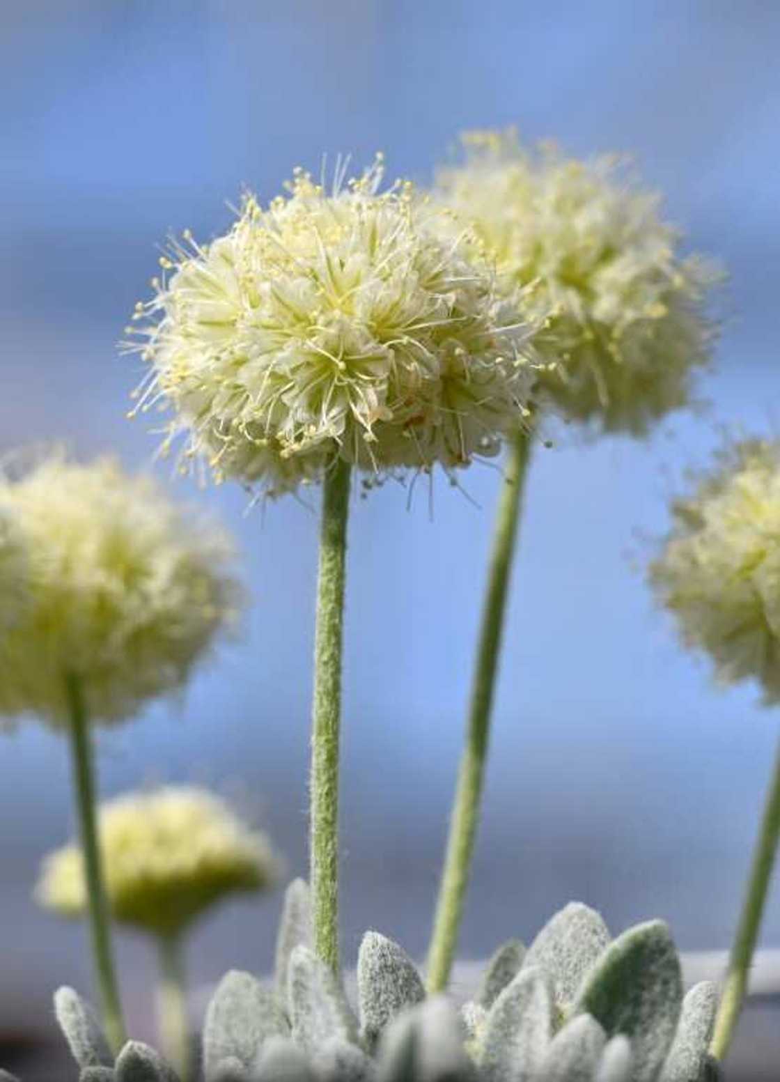 Scientists working for Ioneer have been able to cultivate Tiehm's buckwheat, and say replanting it should not be a problem Scientists working for Ioneer have been able to cultivate Tiehm's buckwheat, and say replanting it should not be a problem