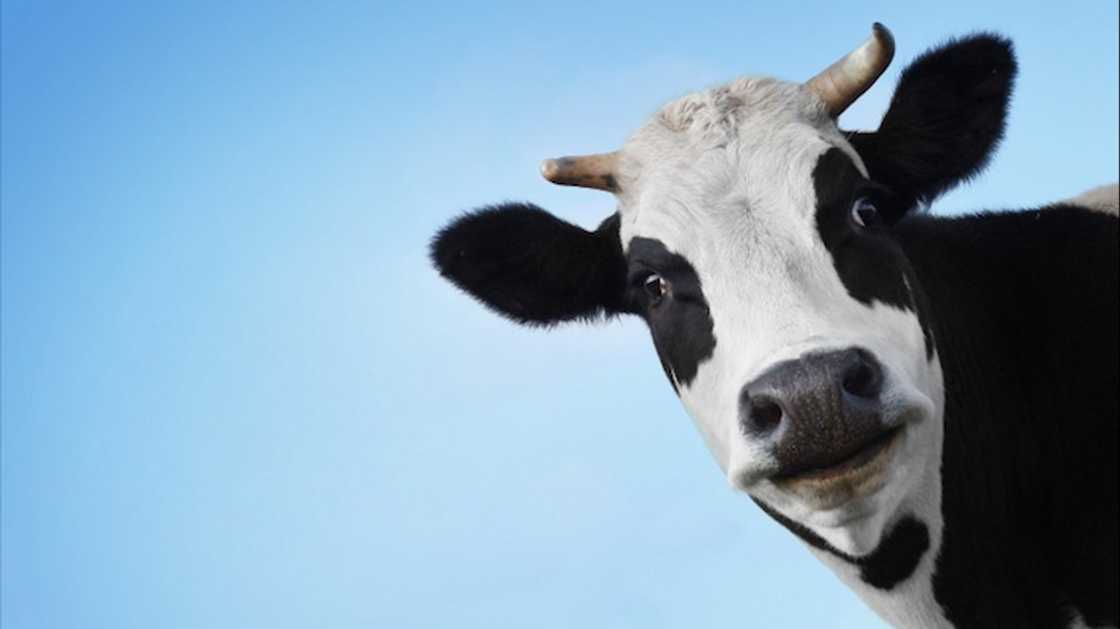 What type of milk is best for skin care goat or cow milk? What type of milk is best for skin care goat or cow milk?