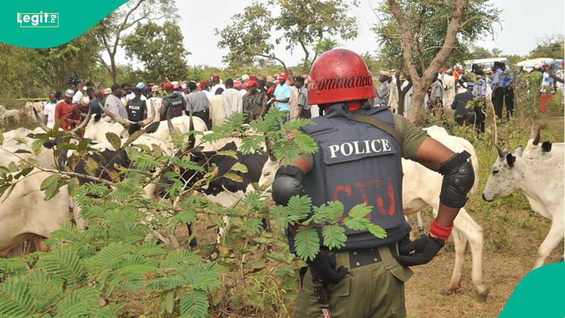 50 Members of Fulani Group Tragically Killed, 200 Cows Taken 50 Members of Fulani Group Tragically Killed, 200 Cows Taken
