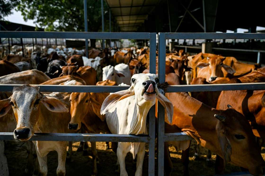 Dung from India's cows, sacred to many in the Hindu-majority country, is being used to power a movement towards biogas fuel