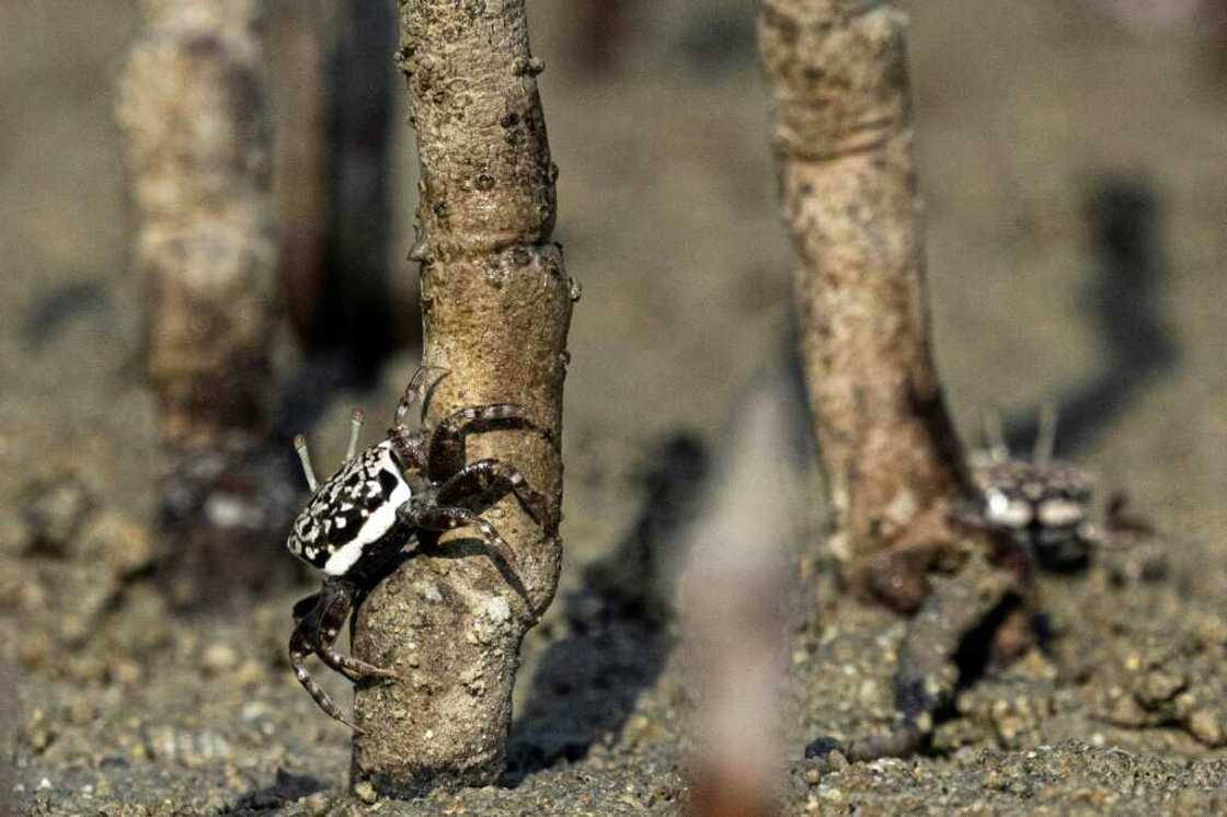 Mangroves are remarkable for growing in salt water, and the trees are key nurseries of marine life Mangroves are remarkable for growing in salt water, and the trees are key nurseries of marine life