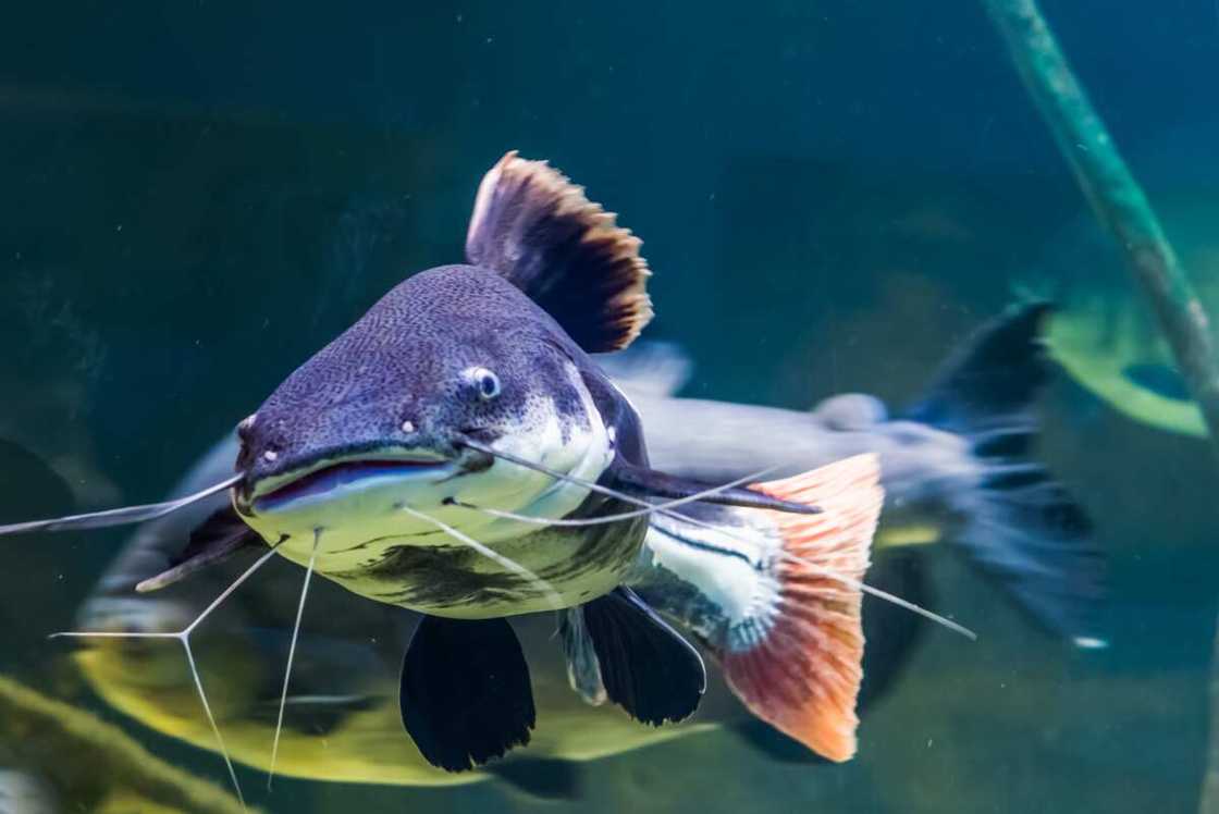 Redtail catfish Redtail catfish