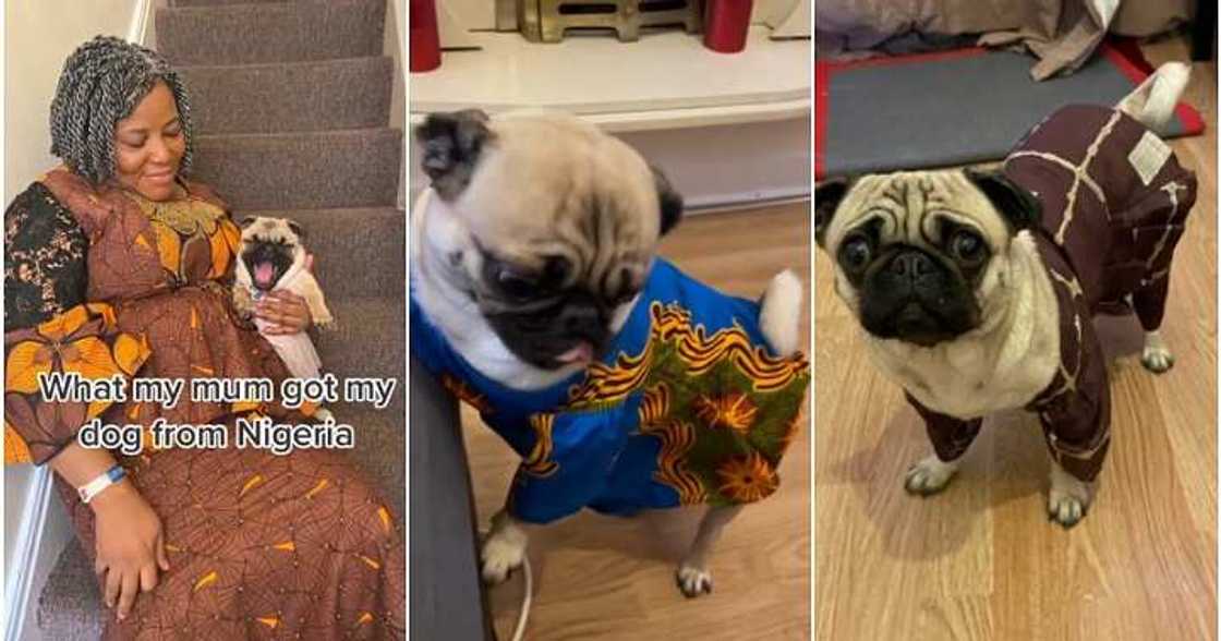 Dog, ashawo gown, lace, gift Dog, ashawo gown, lace, gift