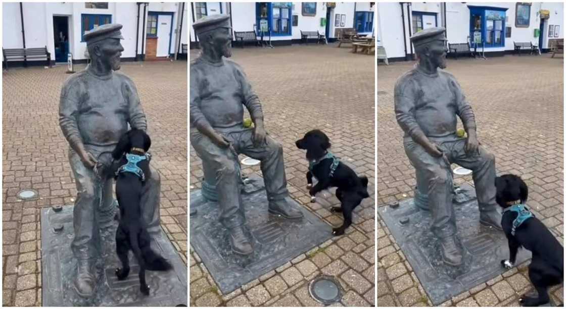 Black dog playing with statue.