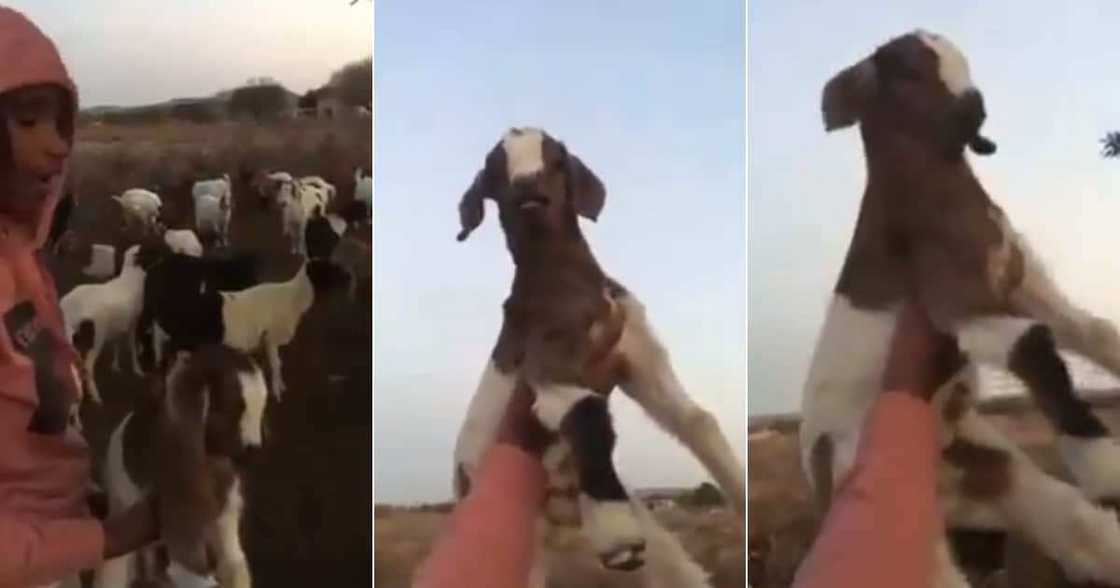 'Lmao’: Hilarious Video of Boy Reenacting the Lion King With His Goat 'Lmao’: Hilarious Video of Boy Reenacting the Lion King With His Goat