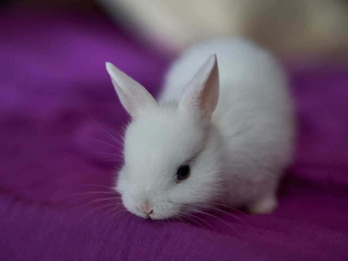 Cute bunny names Cute bunny names