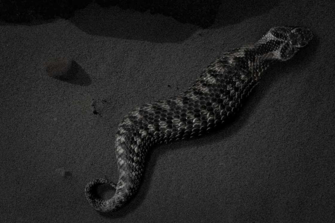 danger tsuchinoko danger tsuchinoko