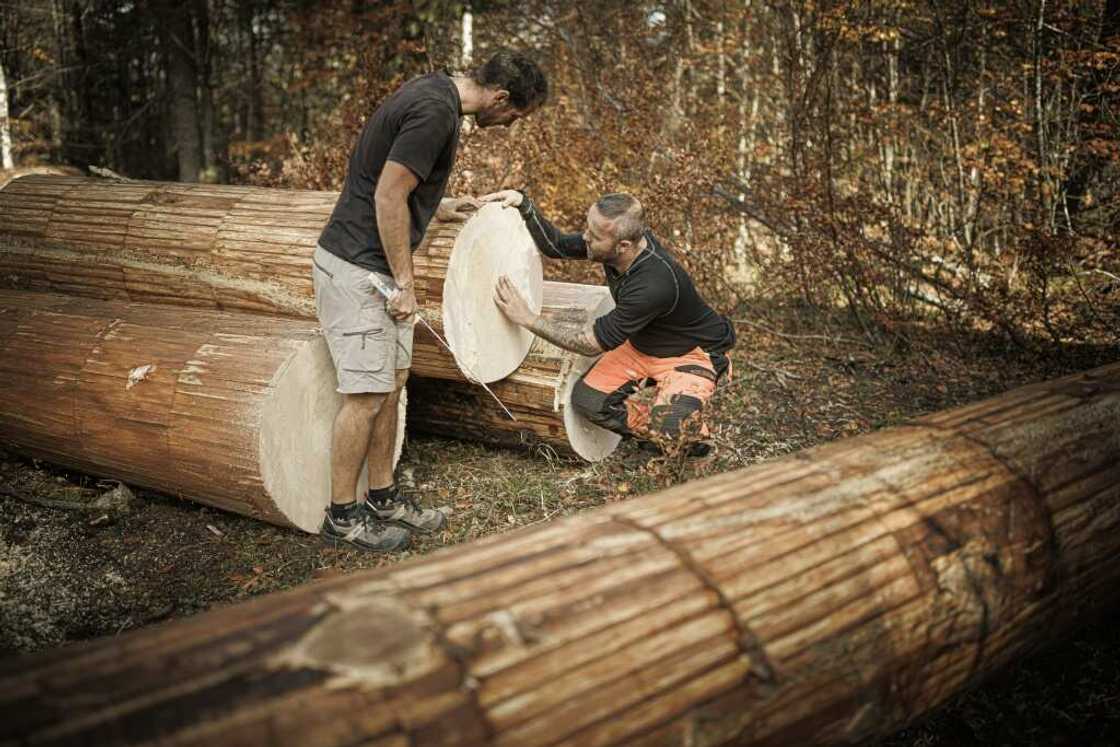 The wood of the Risoud spruce is sought after by luthiers around the world The wood of the Risoud spruce is sought after by luthiers around the world