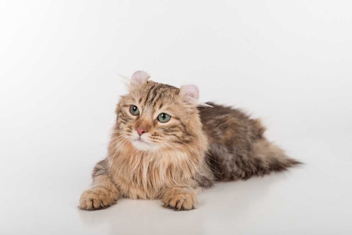 Dark hair American Curl cat lying on the white table.