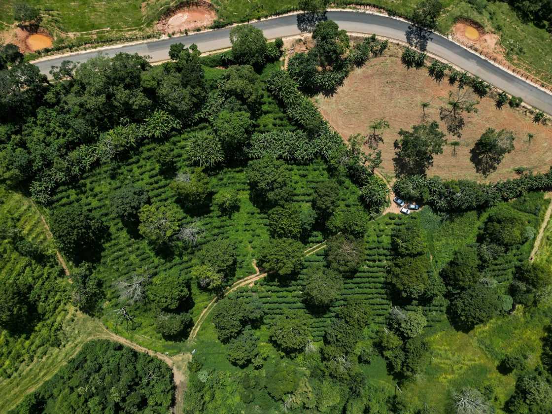 In 2024, Brazil was responsible for more than a third of global coffee production In 2024, Brazil was responsible for more than a third of global coffee production