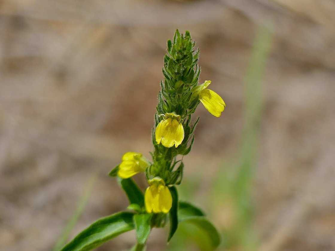 Justicia flava Justicia flava